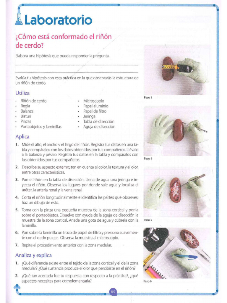 Laboratorio 2 Como Funciona El Riñón | PDF