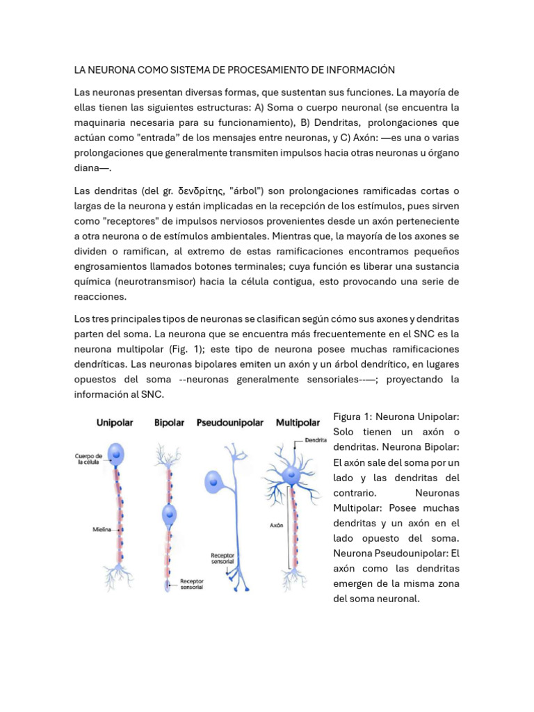 Unidad 3 | PDF | Potencial de acción | Sinapsis