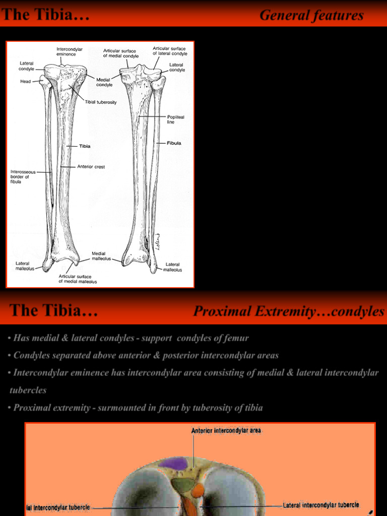 Lower Limb Osteology III (Tibia and Fibula) - 021419 | PDF | Skeletal ...