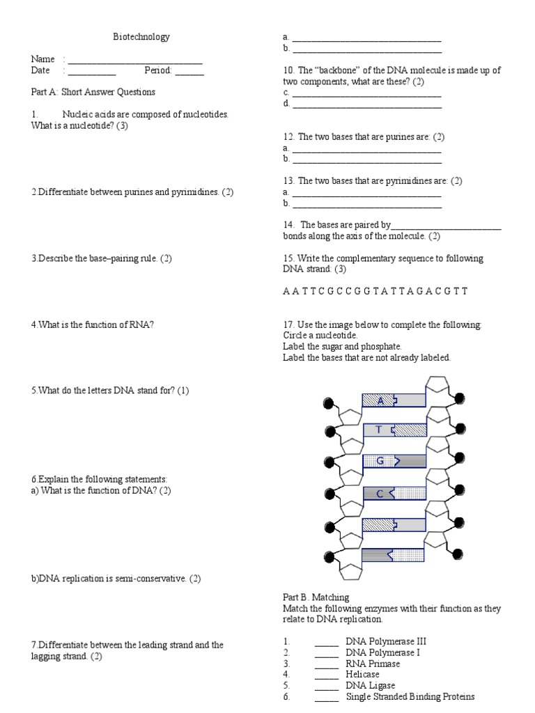 DNA Quiz PDF Dna Replication Dna