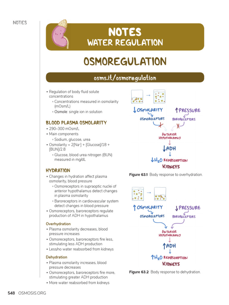 Water Regulation | PDF | Kidney | Endocrine System