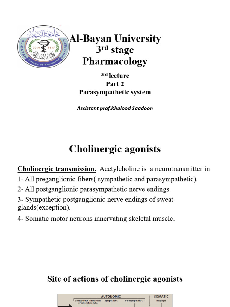 3rd Part 2 Cholinergic | PDF | Acetylcholine | Synapse
