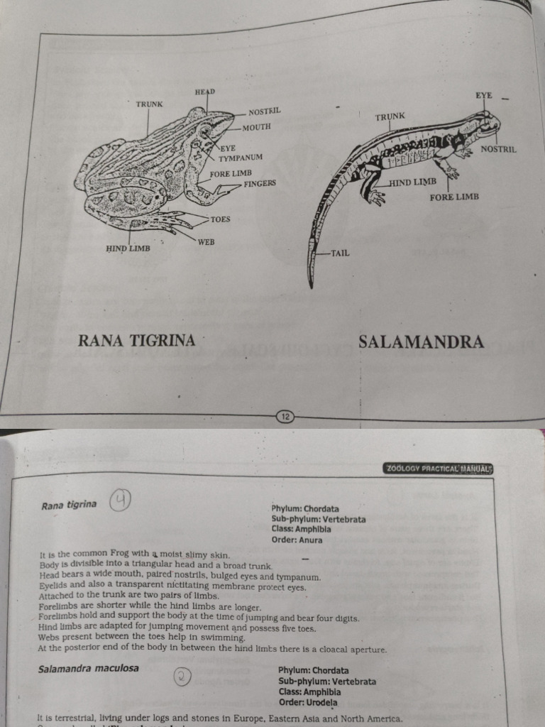 Amphibia | PDF | Amphibian | Aquatic Vertebrates