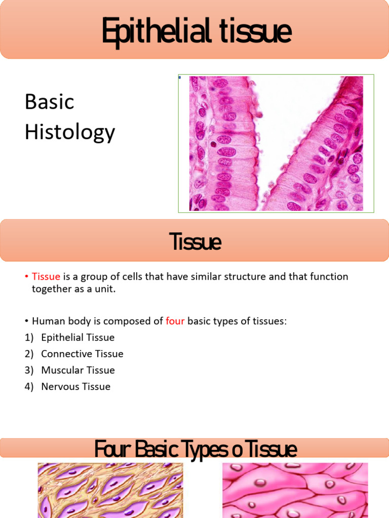 Epithelial Tissue | PDF | Epithelium | Tissue (Biology)