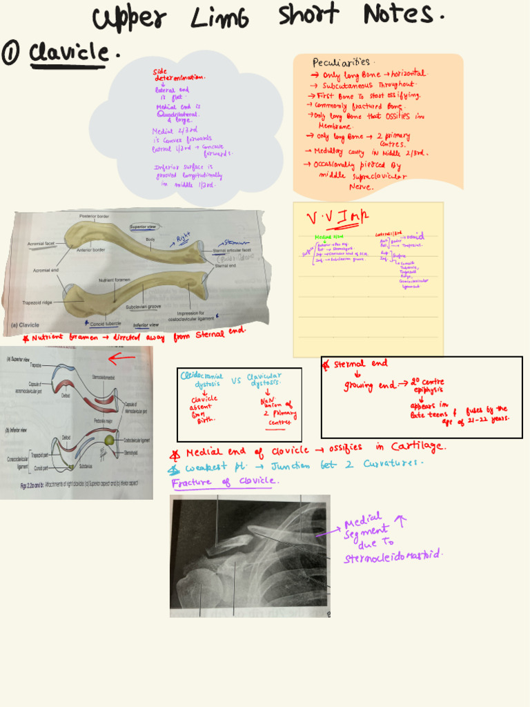 Upper Limb Short Notes | PDF | Limbs (Anatomy) | Skeletal System
