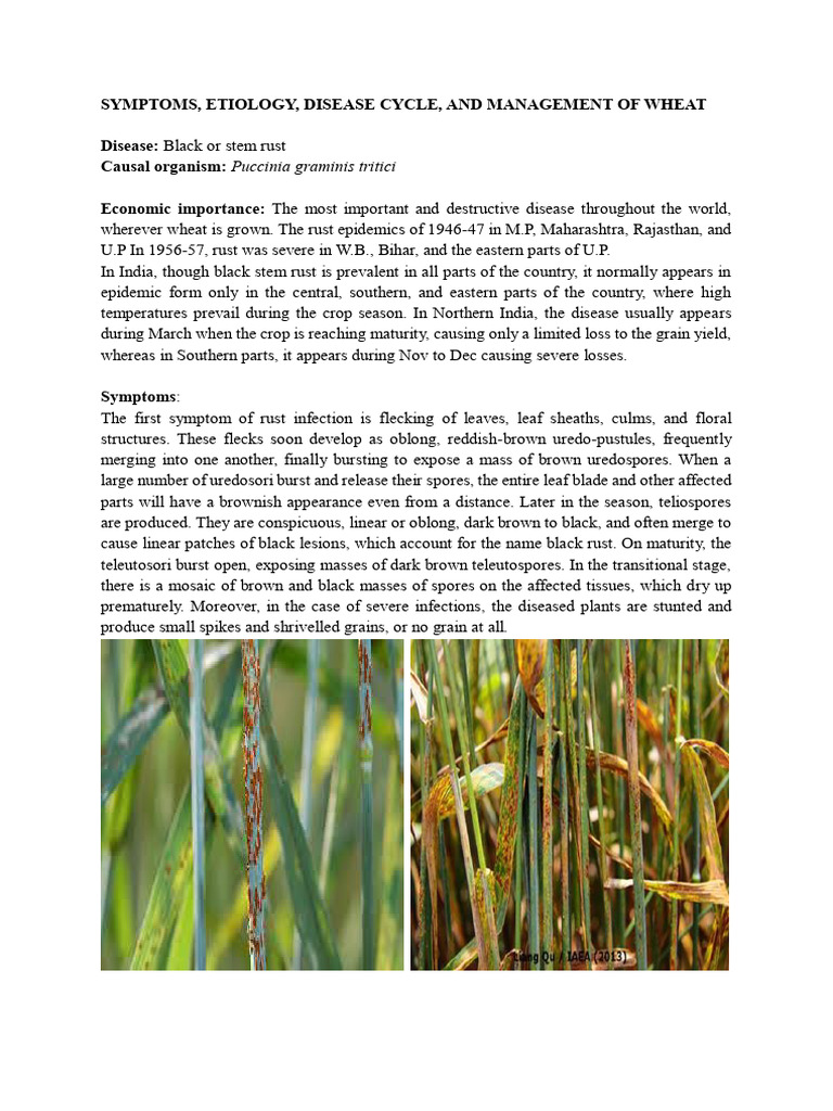 Diseases of Wheat | PDF | Seed | Organisms