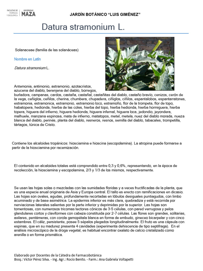 012_Datura_Stramonium_L | PDF