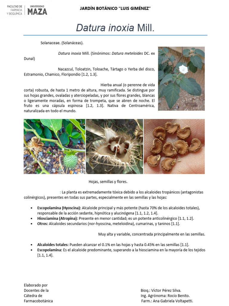 010_Datura_Inoxia_Mill | PDF | Farmacología | Drogas