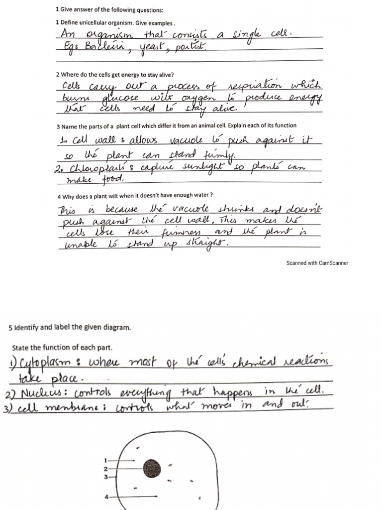 Science Revision Worksheet-2 Answer Key | PDF