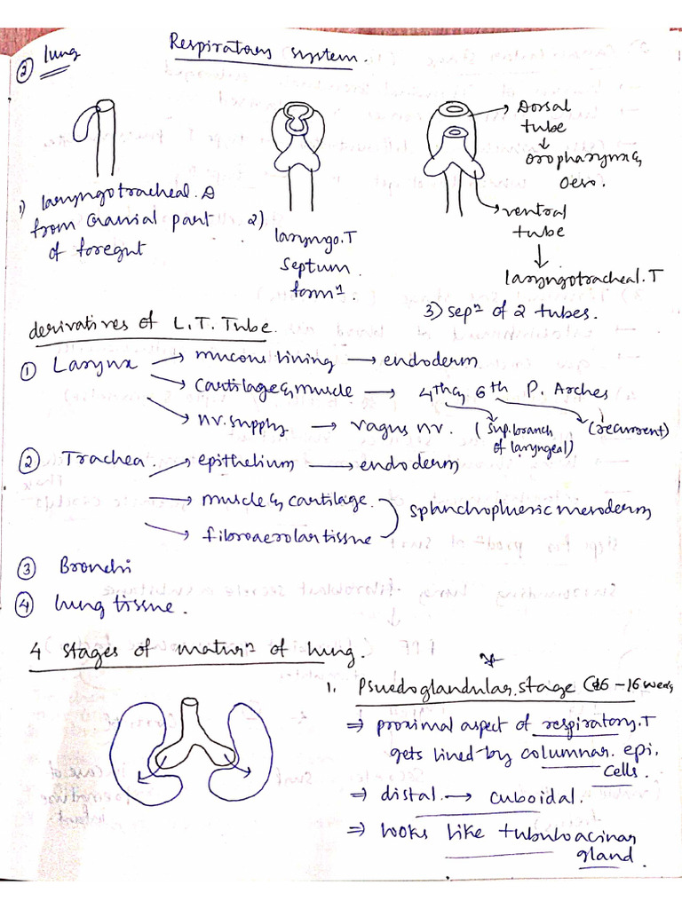 Embryo Notes | PDF