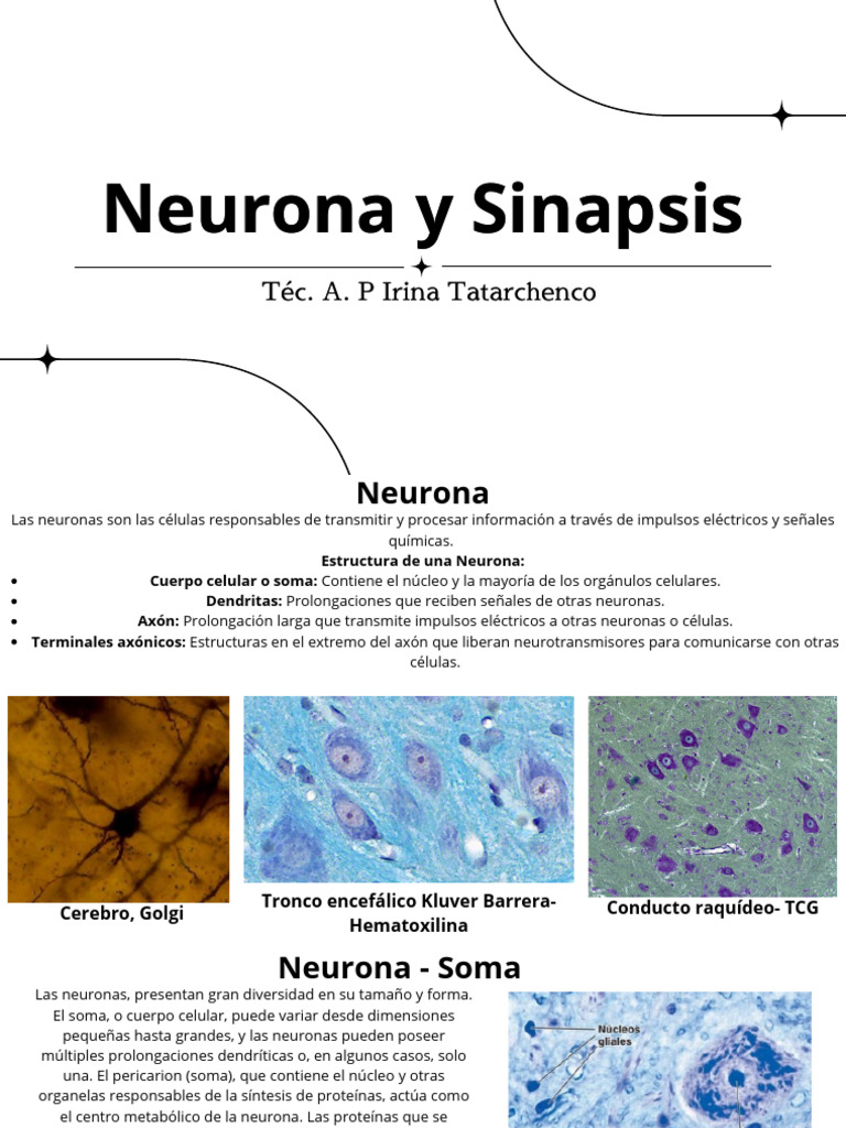 Neurona y Sinapsis | PDF | Sinapsis | Axon