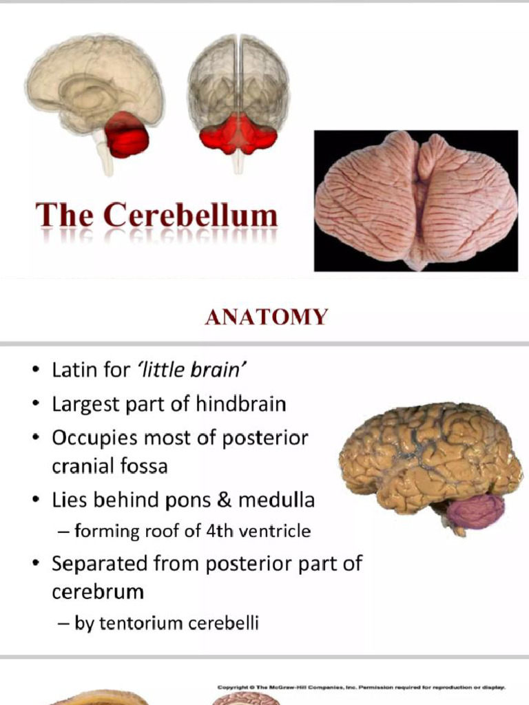 Cerebellum and Its Pathways | PDF | Cerebellum | Neuroanatomy