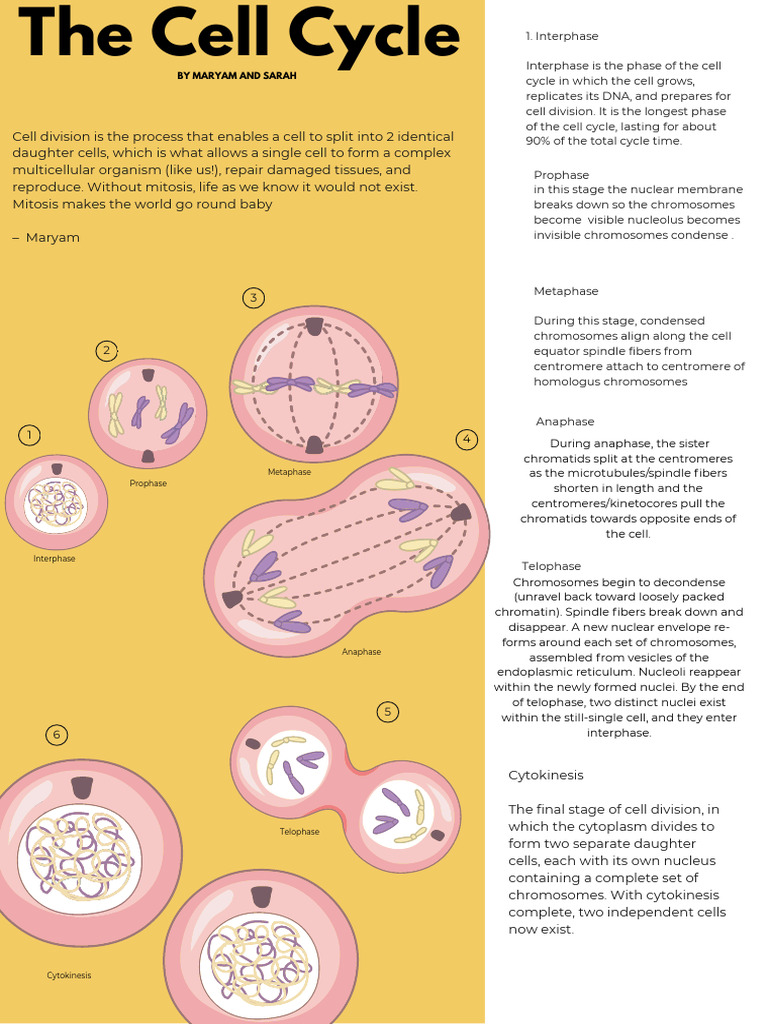 Cell Cycle Educational Poster | PDF | Mitosis | Genetics