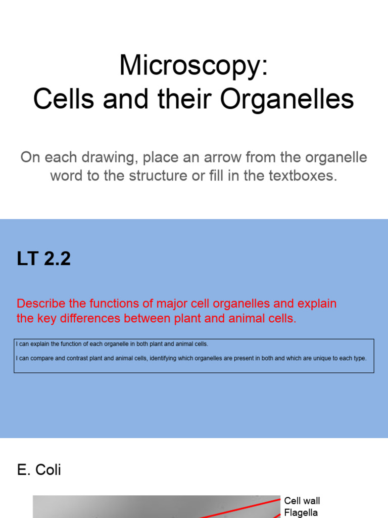 Lab 2a - Microscopy - Cells and Their Organelles | PDF