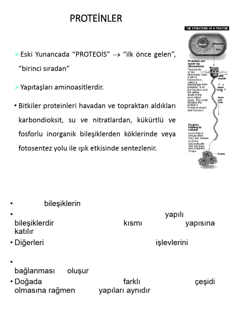 7 Proteinler | PDF