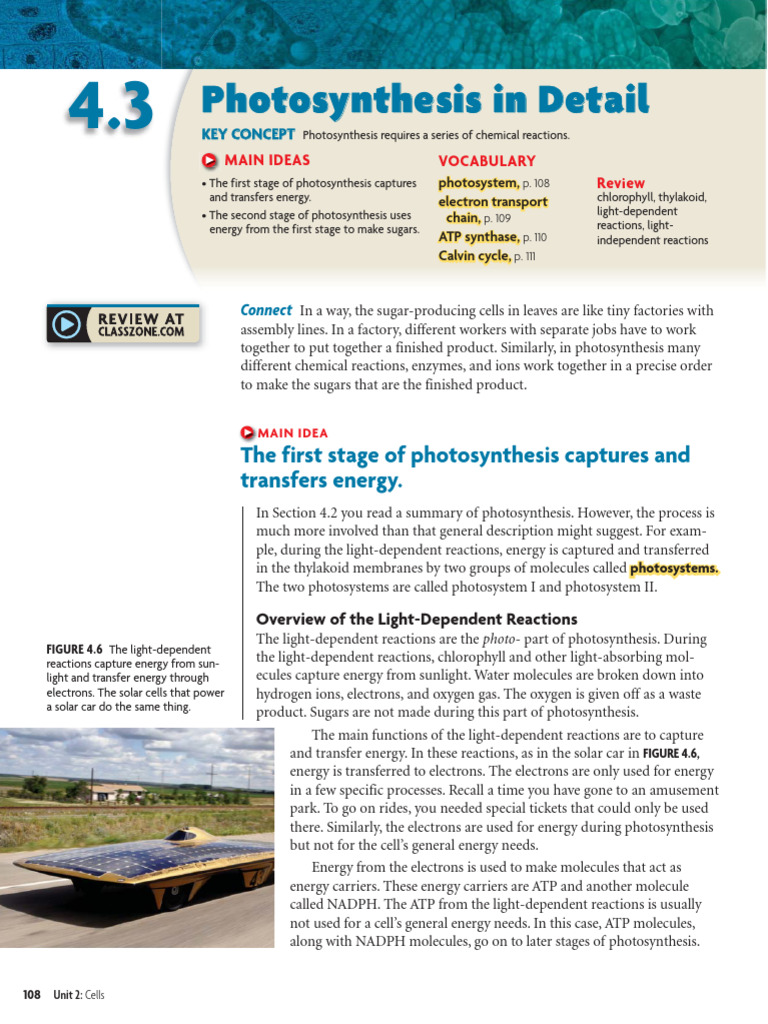 4.3 Photosynthesis in Detail | PDF | Photosynthesis | Chlorophyll