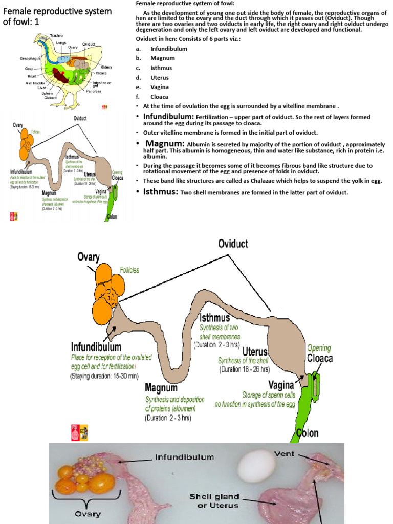 Female Genital System Fowl | PDF | Reproductive System | Egg