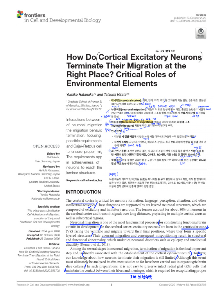 COGNITIVENEURO - 2 How Do Cortical Excitatory Neurons Terminate Their ...