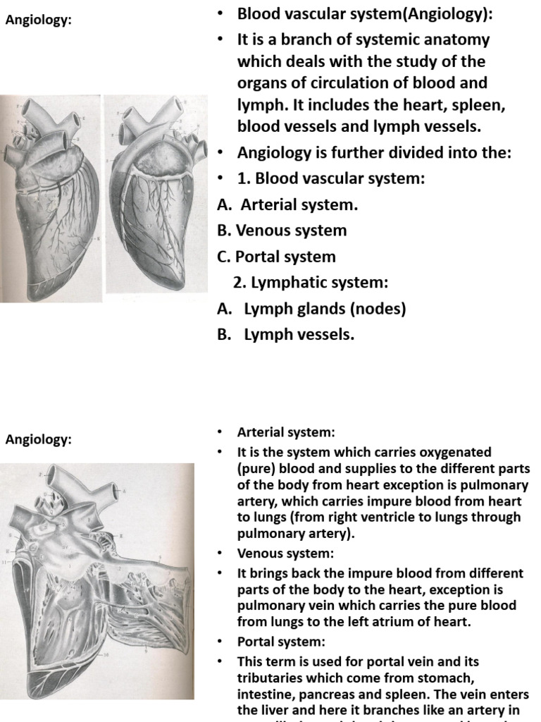 New Ppt-12 Angiology Introduction | PDF | Aorta | Circulatory System