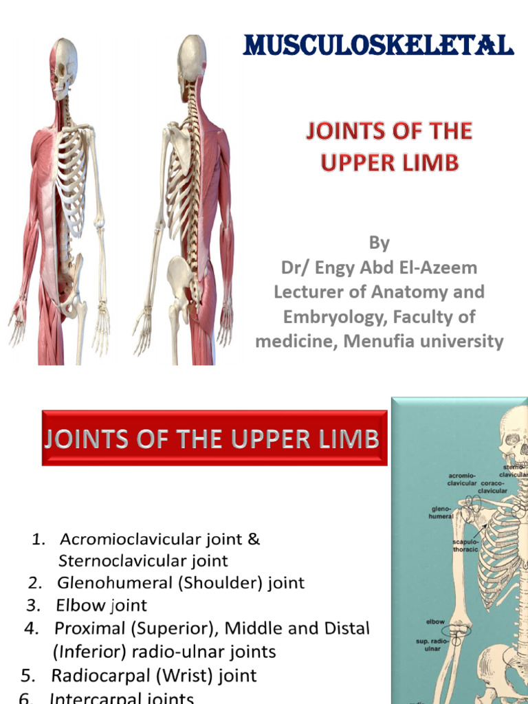Joints of The Upper Limb | PDF | Elbow | Shoulder