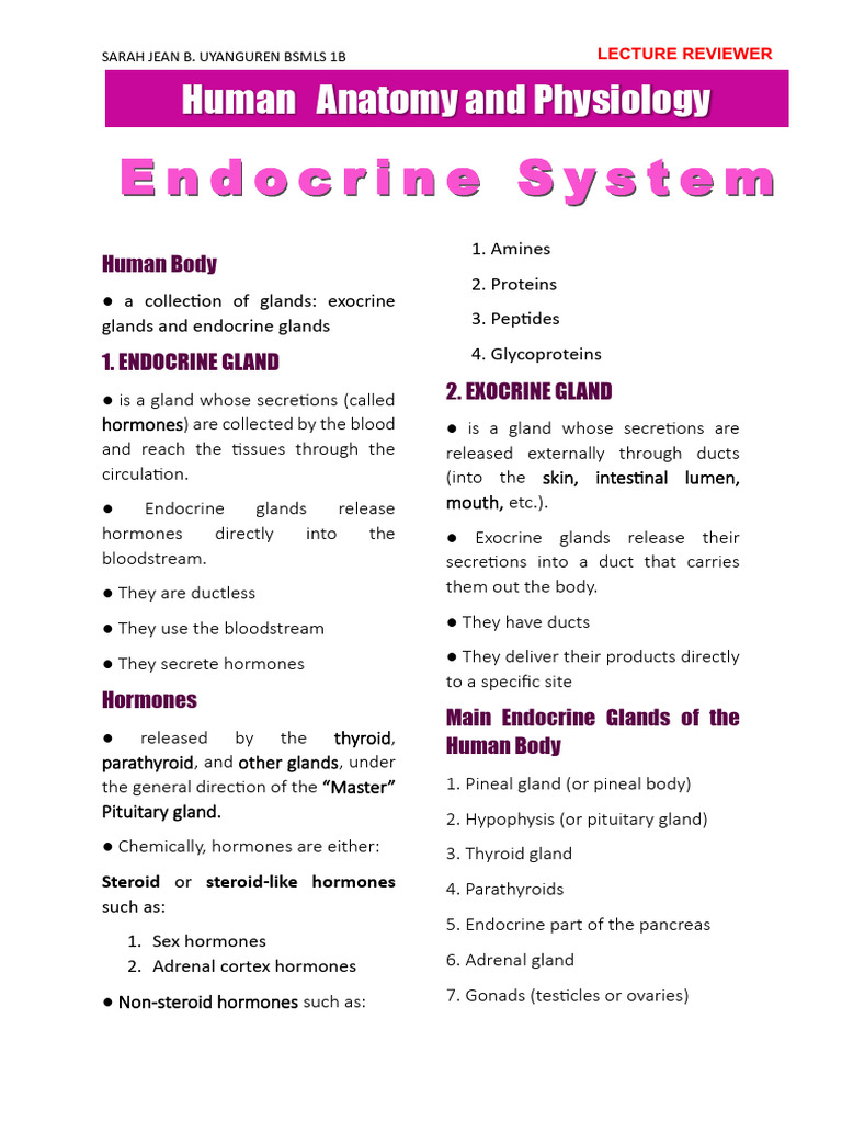 Endocrine System | PDF | Endocrine System | Adrenal Gland