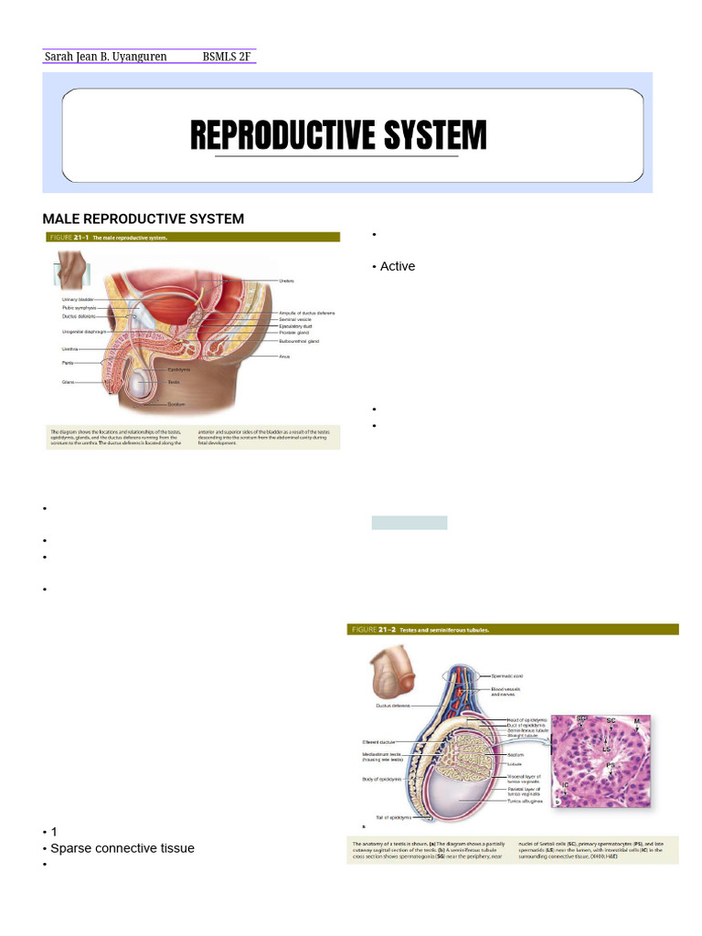 Reproductive System Reviewer | PDF | Ovary | Testicle