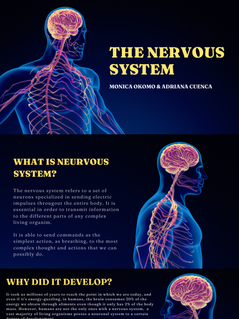 Neurons | PDF | Nervous System | Neuron
