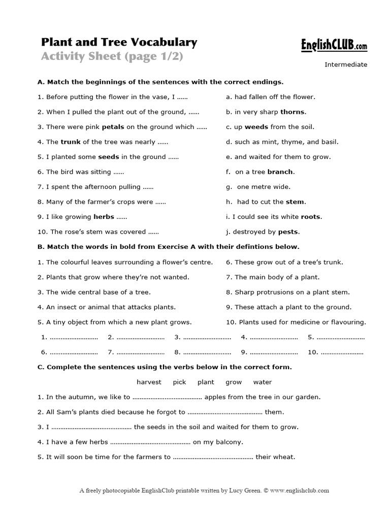 Plant Tree Vocab Activity | PDF | Plants | Trees