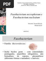Fusobacterium Necrophorum e Fusobacterium Nucleatum