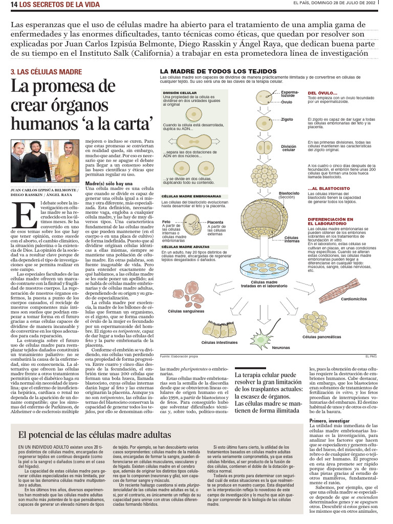 1.CC7_PAÍS_órganos humanos carta | PDF | Célula madre | Embrión