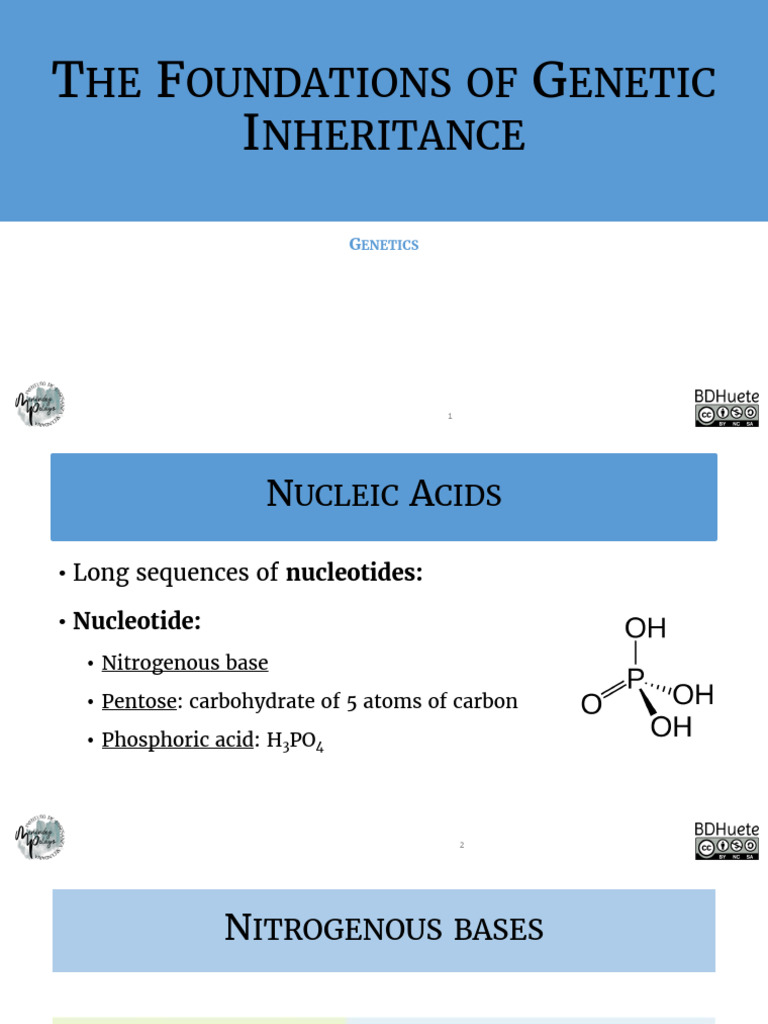 The Foundations of Genetic Inheritance | PDF | Mitosis | Meiosis