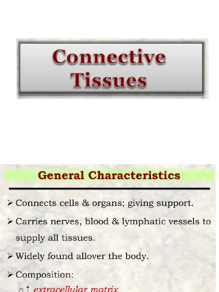 Connective Tissue | PDF | Bone | Osteoblast