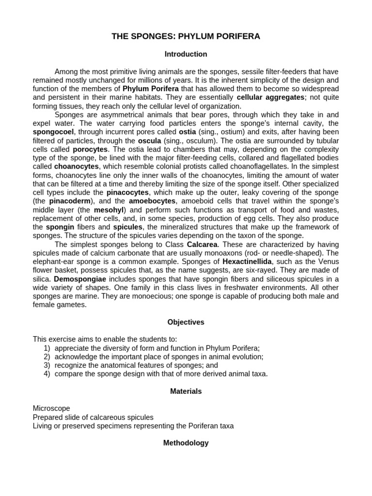 Exercise 4 - Kingdom Animalia 1 | PDF | Sponge | Zoology