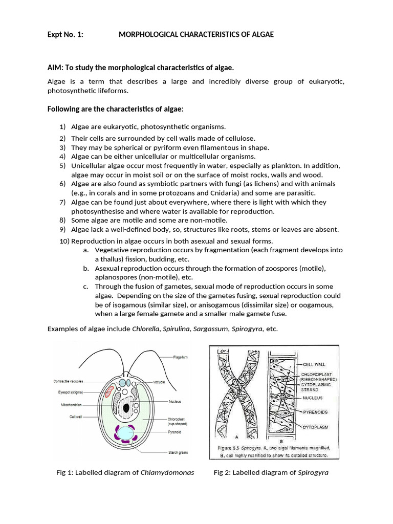 FY Expt 1 & 2 - Characteristics of Algae and Fungi - 3 | PDF | Fungus ...