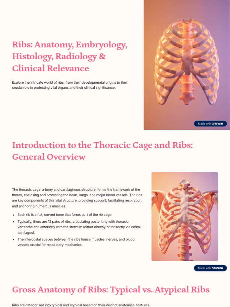 Ribs Anatomy Embryology Histology Radiology and Clinical Relevance ...