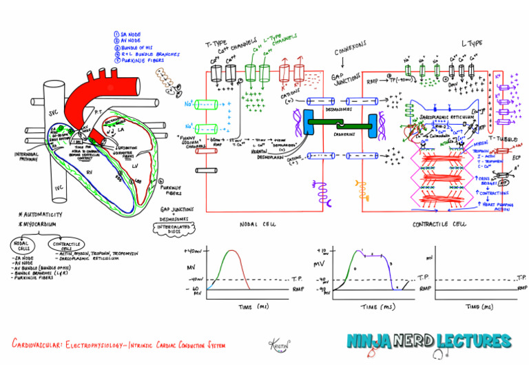 2. Intrinsic Cardiac Conduction System (1)[1] | PDF