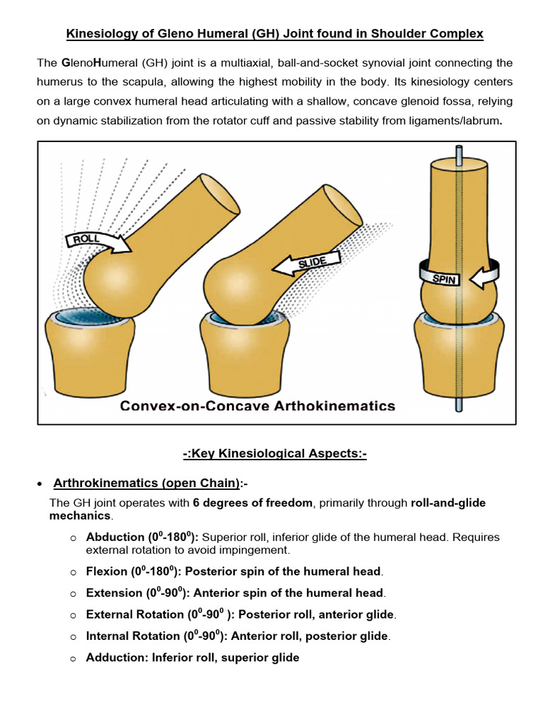 Kinesiology of GH Joint | PDF | Anatomical Terms Of Motion | Limbs ...