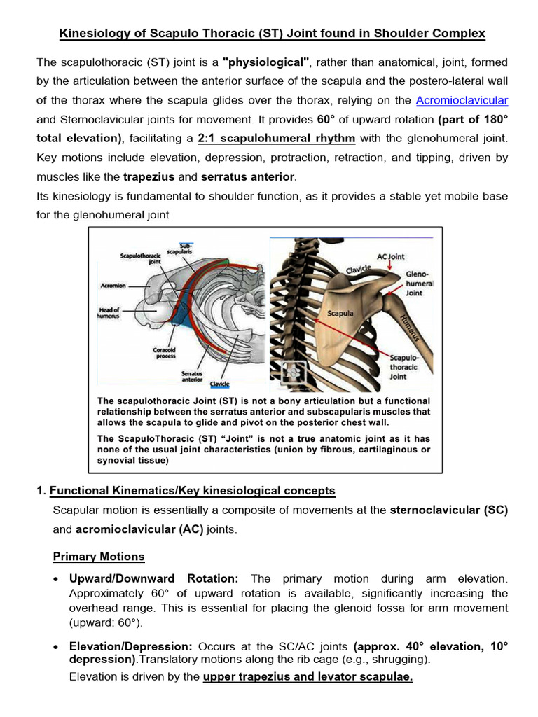 Kinesiology of ST Joint | PDF | Anatomical Terms Of Motion | Shoulder