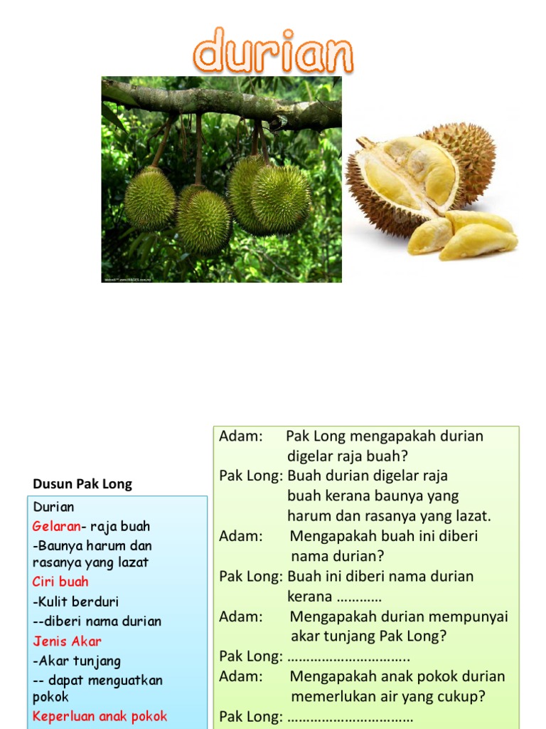 Durian Pdf