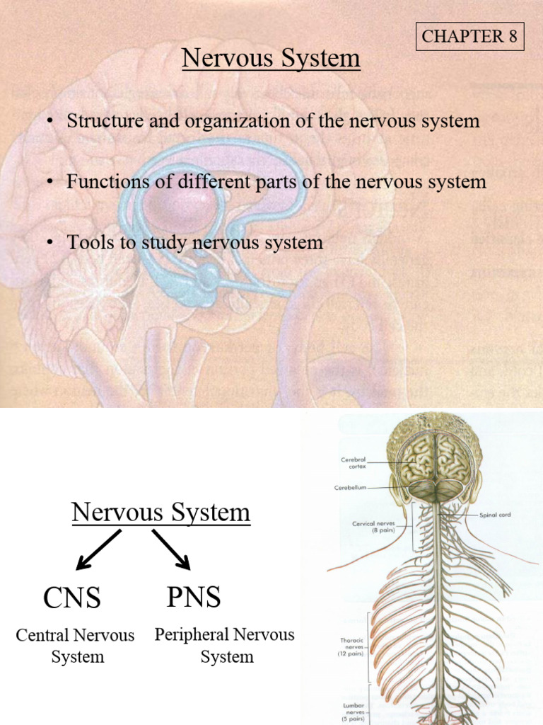 4.CNS | PDF | Central Nervous System | Nervous System