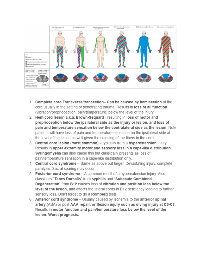 Spinal Cord Syndromes Made Easy | PDF | Spinal Cord | Neuroscience
