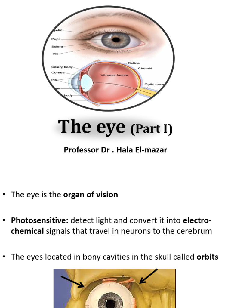 The Eye Part I 25 | PDF | Cornea | Epithelium