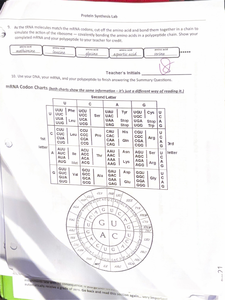 Protein Synthesis Lab | PDF