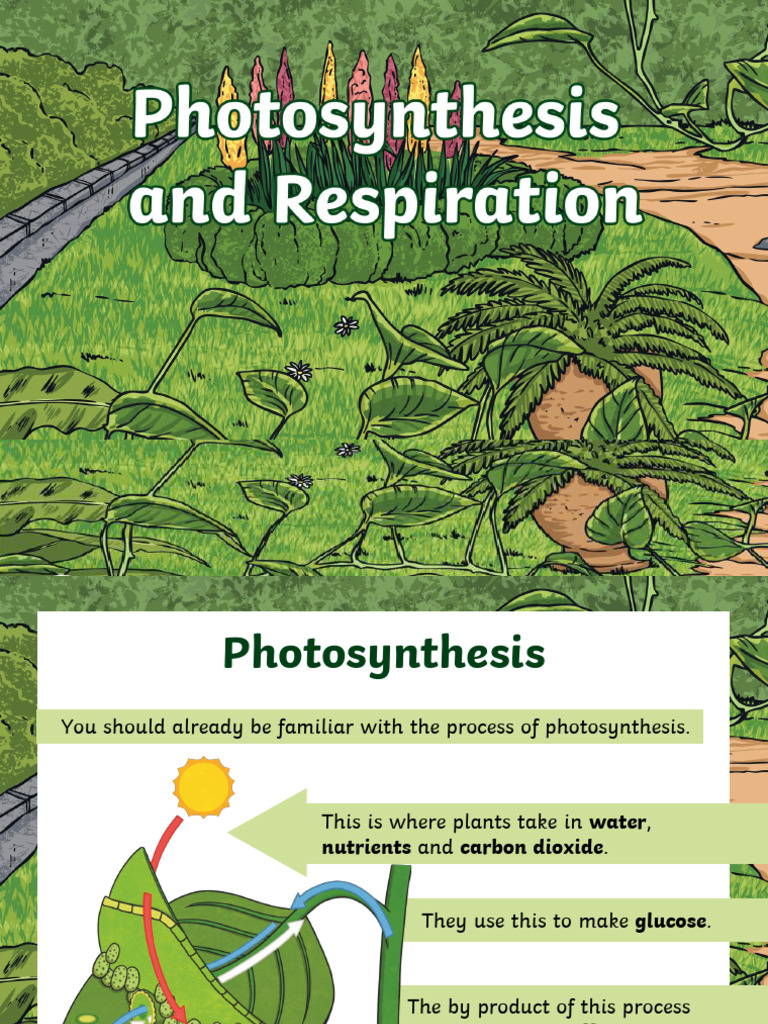 Photosynthesis and Respiration | PDF | Photosynthesis | Cellular ...