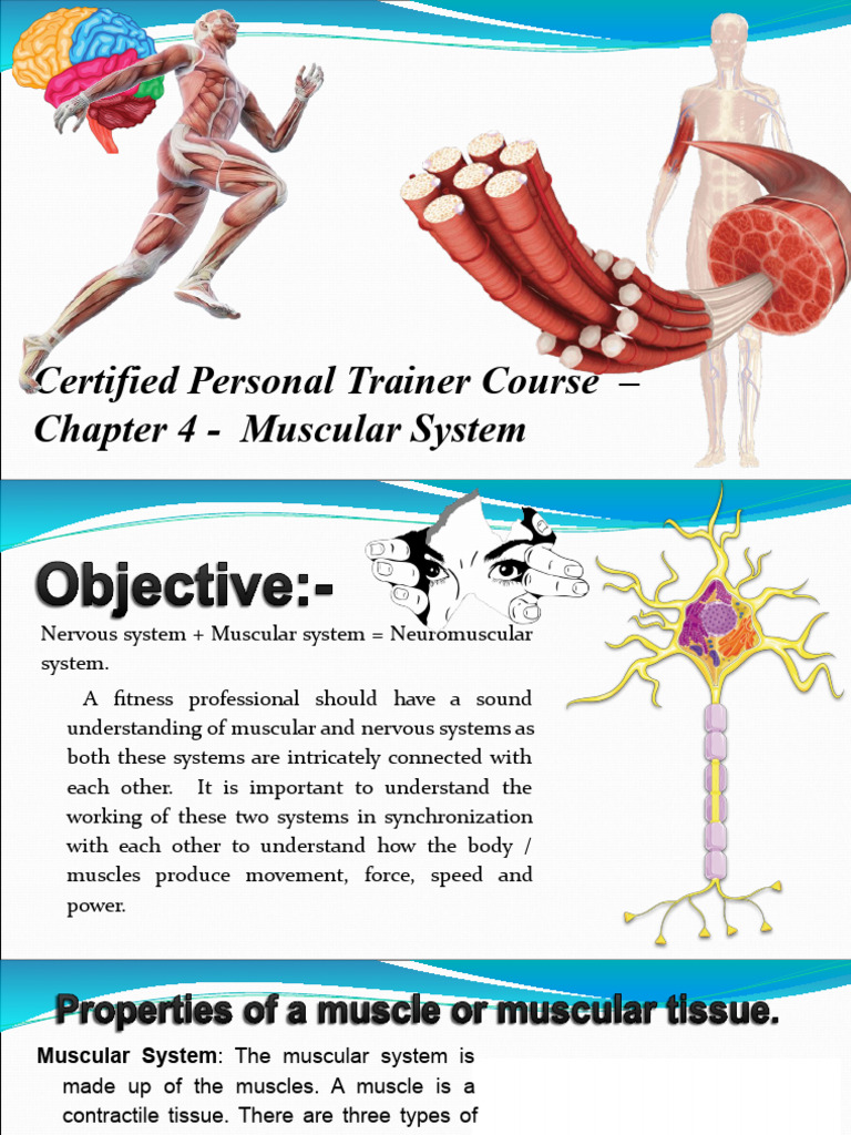 Chapter 4 - Muscular System 2 | PDF | Skeletal Muscle | Muscle