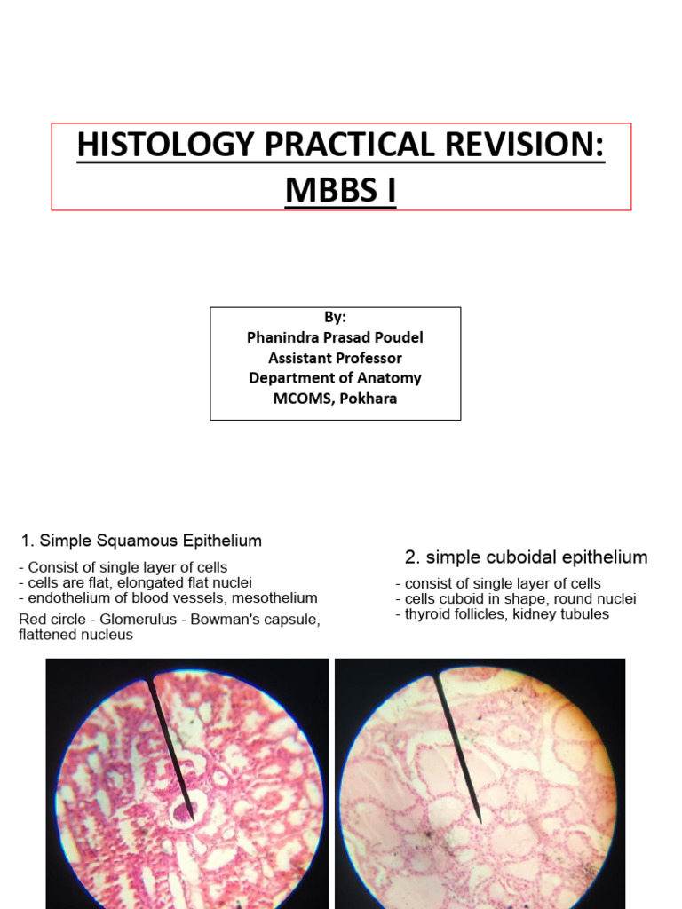 Histology Practical Revision MBBS I Phanindra PD Poudel | PDF ...