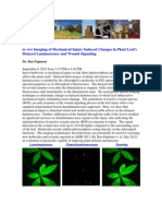 Plant Wound Signals LIGHT and ROS- Dr. Rao Papineni