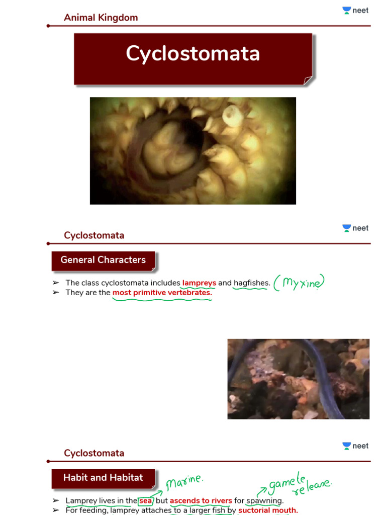 Vertebrates | PDF | Amphibian | Reptile