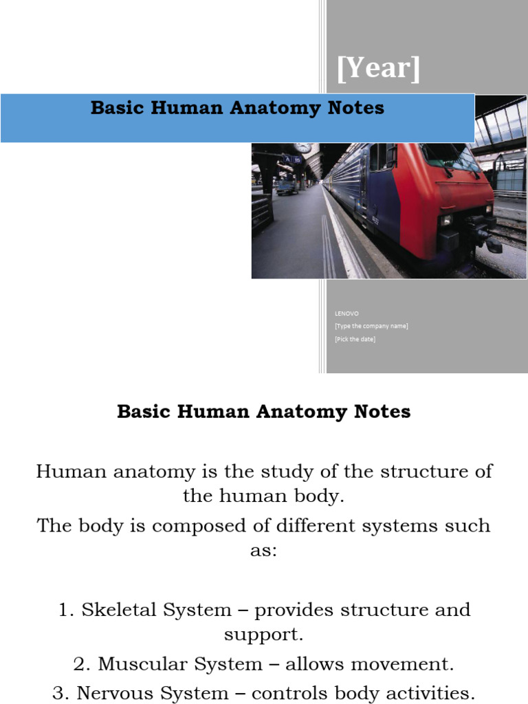 Basic Human Anatomy Notes | PDF