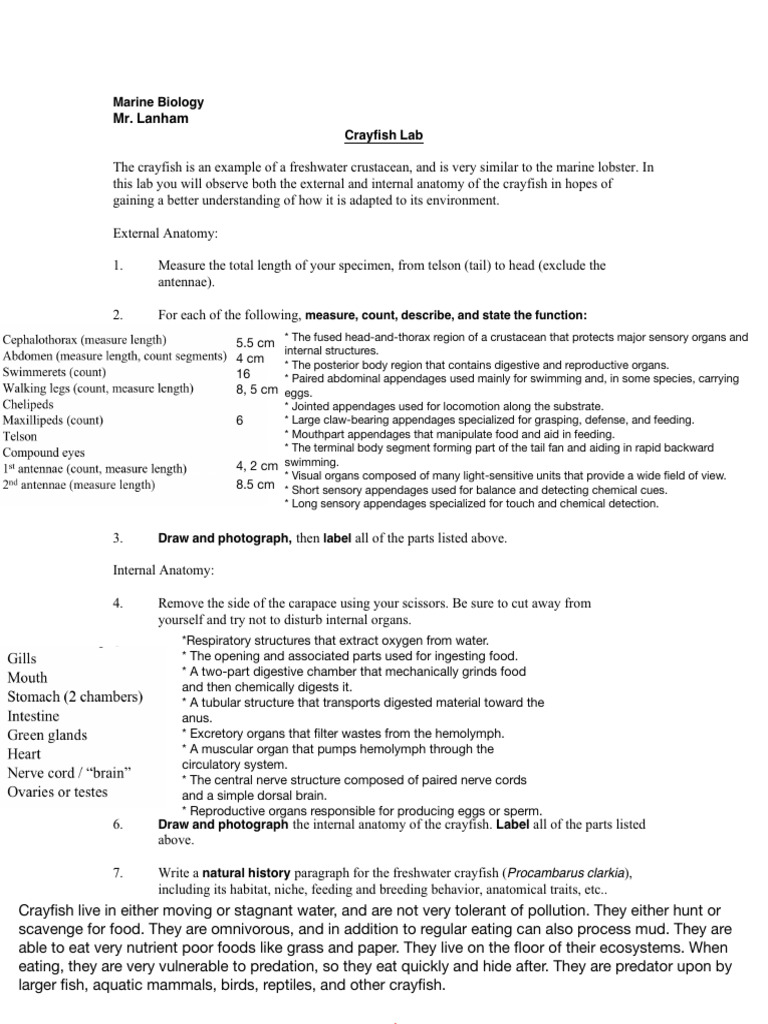 Marine+crayfish+lab+2023 | PDF | Zoology